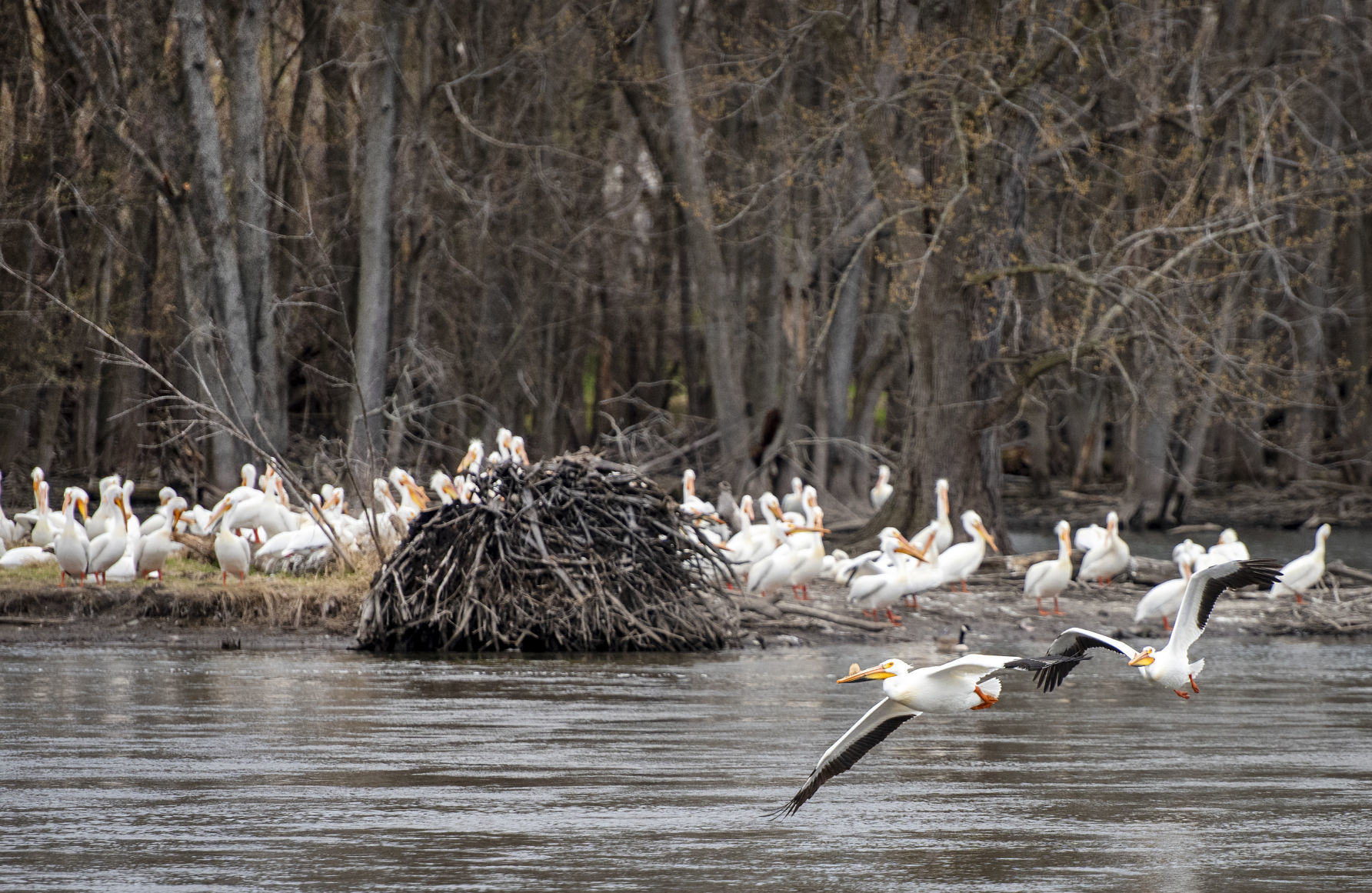 190423_PELICANS02